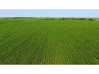 Property photo 6 - LAND AUCTION - 209.2+/- ACRES OFFERED IN 4 TRACTS IN NEWTON COUNTY, INDIANA